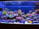 把海洋馆搬搬回来-海水引流新体验